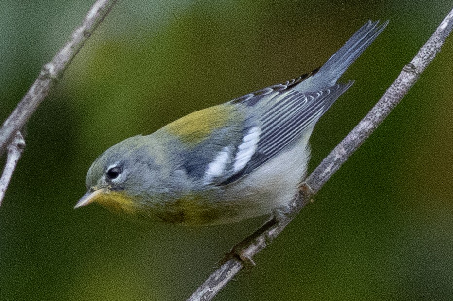 Paruline à collier - ML642666731