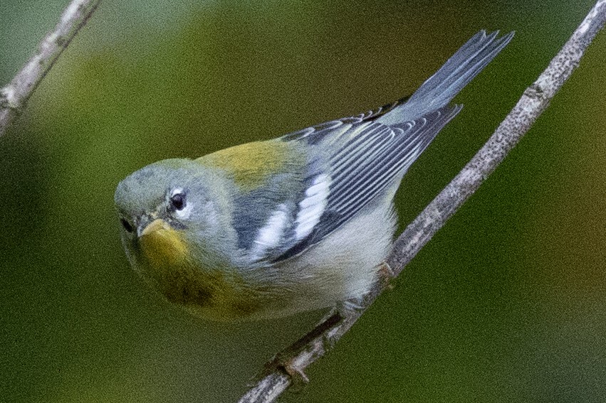 Paruline à collier - ML642666732