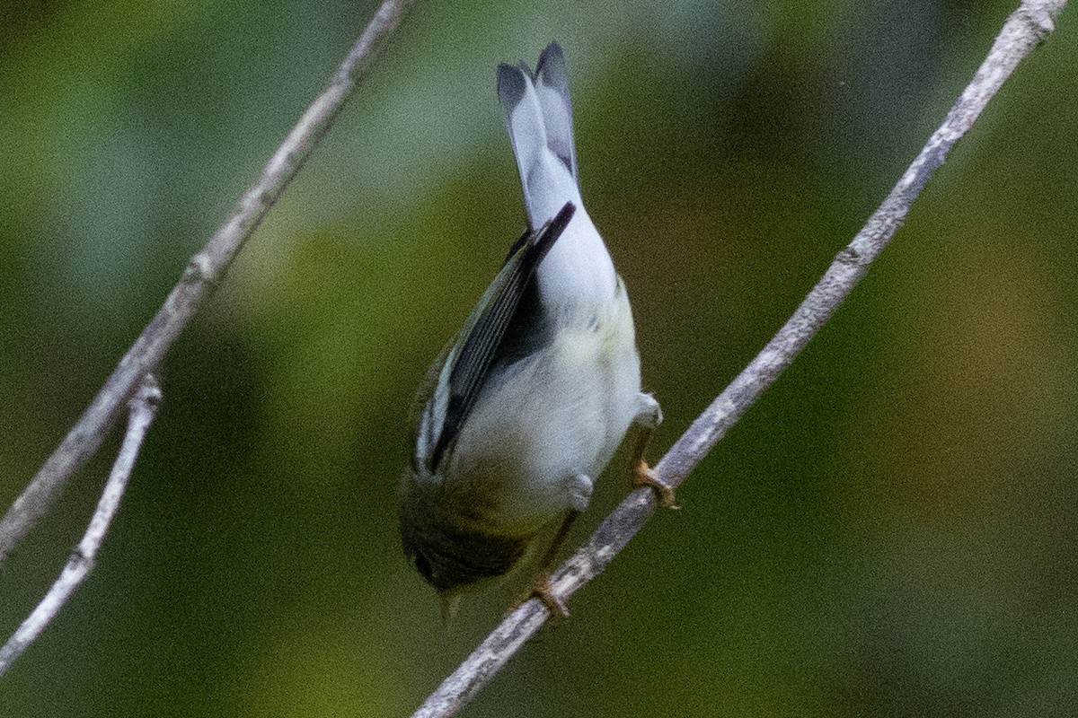 Paruline à collier - ML642666733