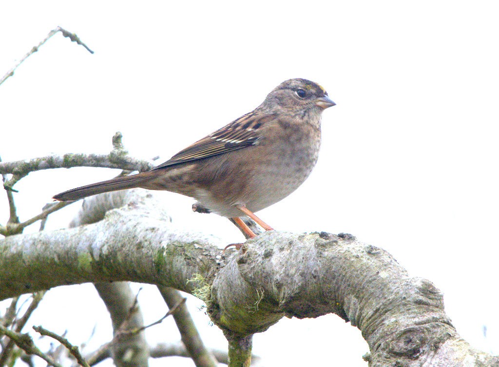 Golden-crowned Sparrow - ML642666735