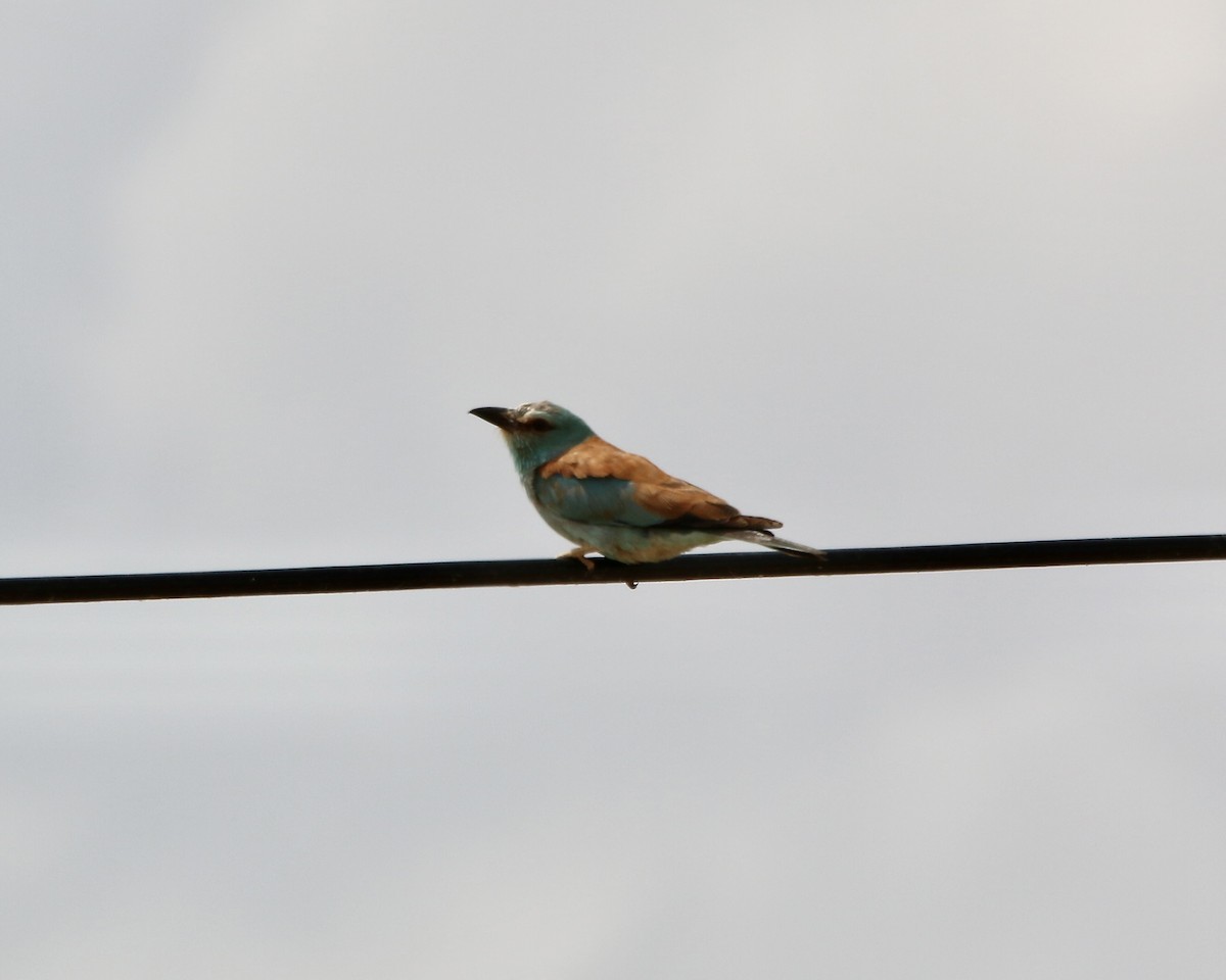 European Roller - ML642666736