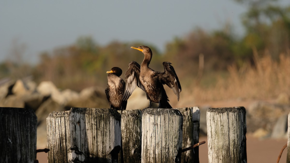 Double-crested Cormorant - ML642666738