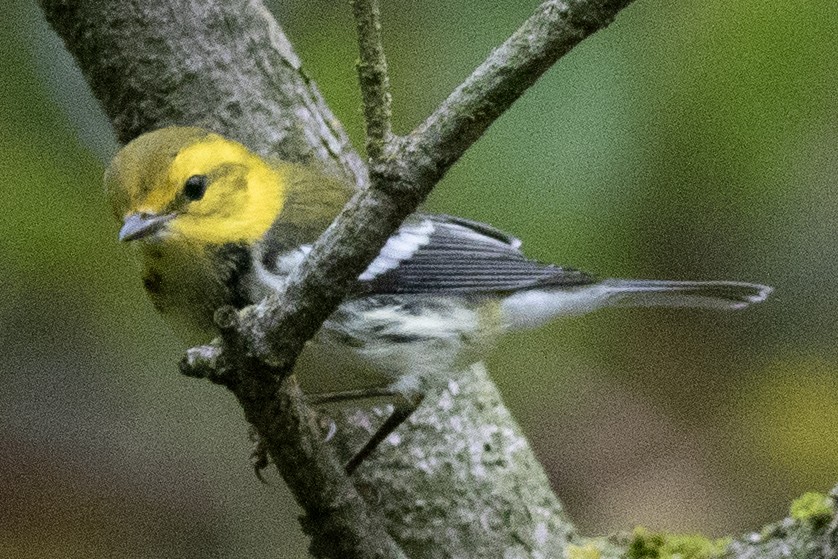 Black-throated Green Warbler - ML642666741