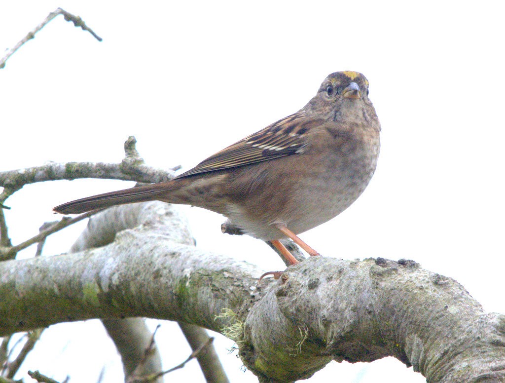 Golden-crowned Sparrow - ML642666742