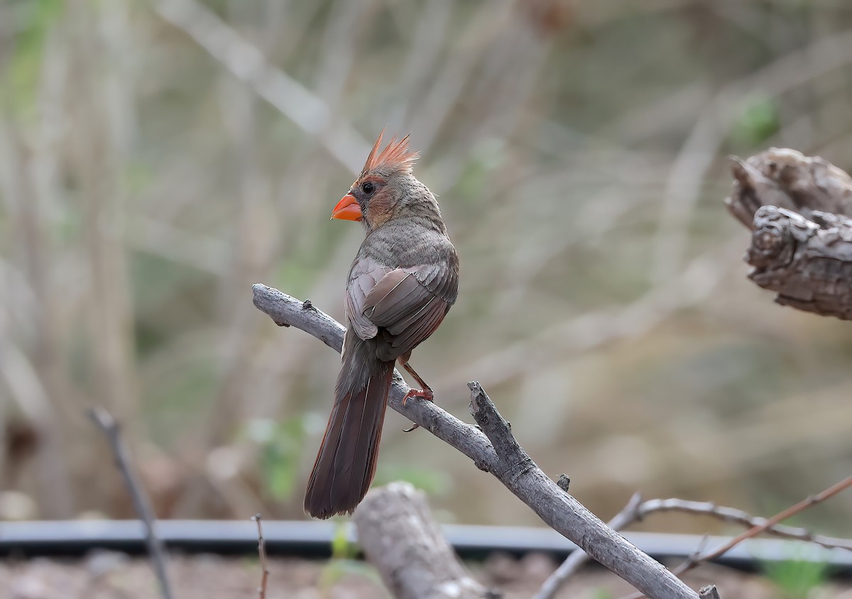 Northern Cardinal - ML642666744