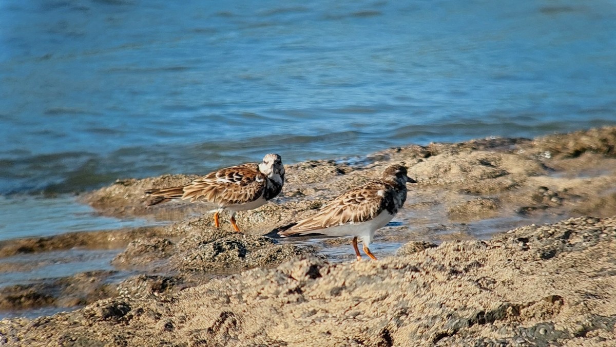 Ruddy Turnstone - ML642666746