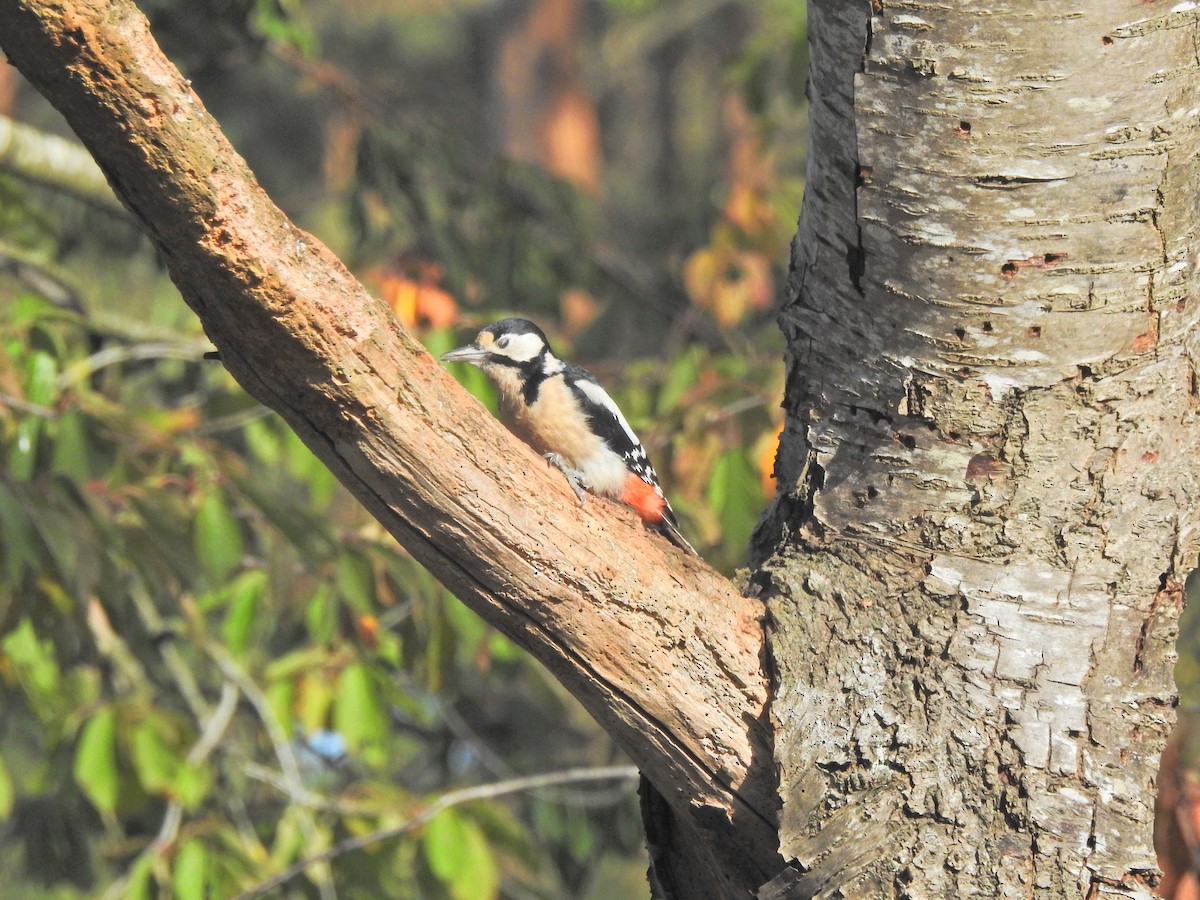 Great Spotted Woodpecker - ML642666747
