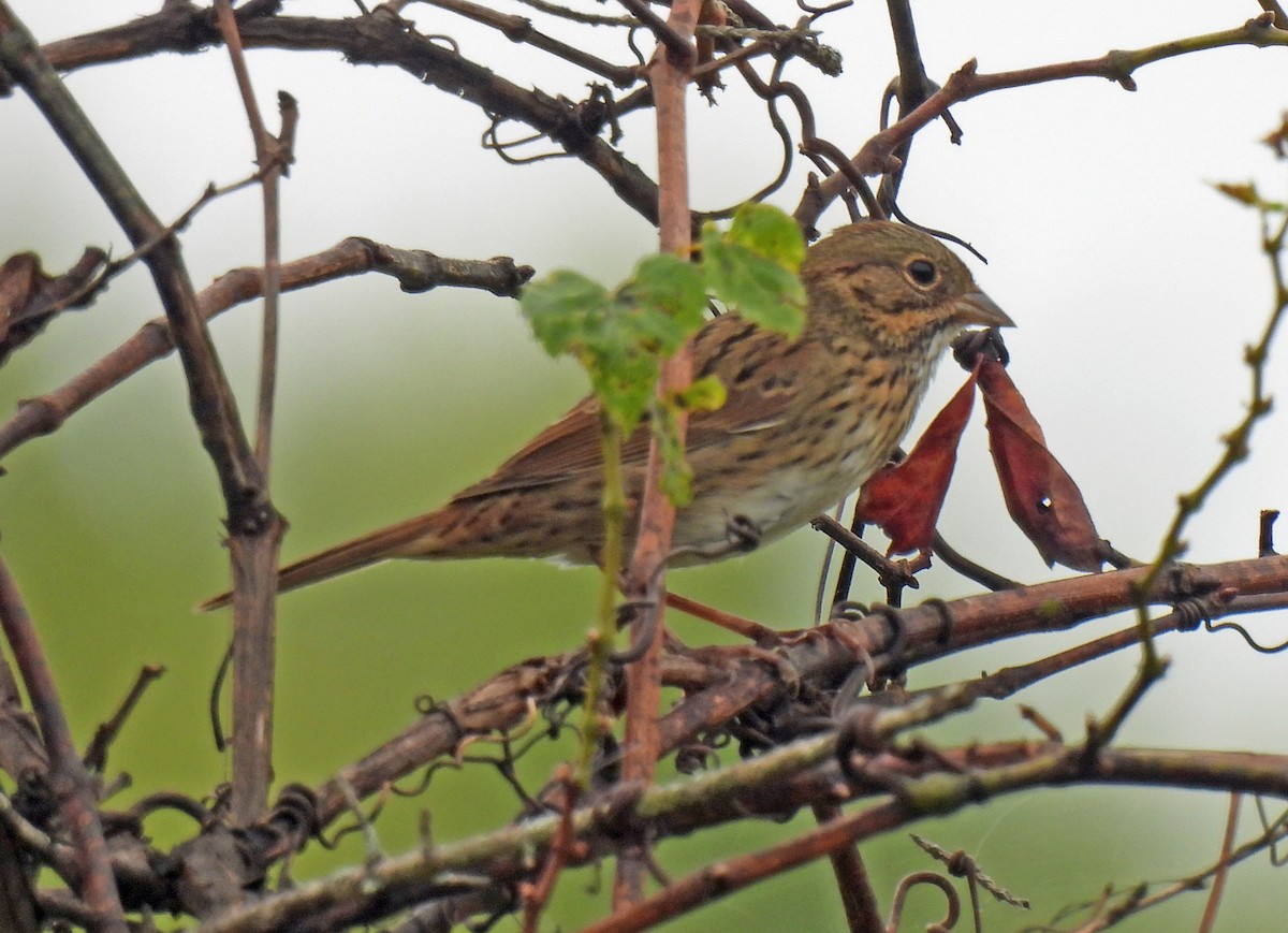 Lincoln's Sparrow - ML642666750