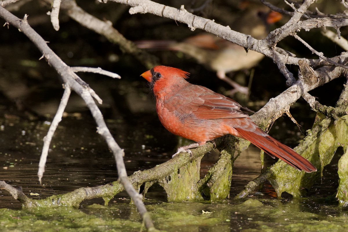 Northern Cardinal - ML642666751