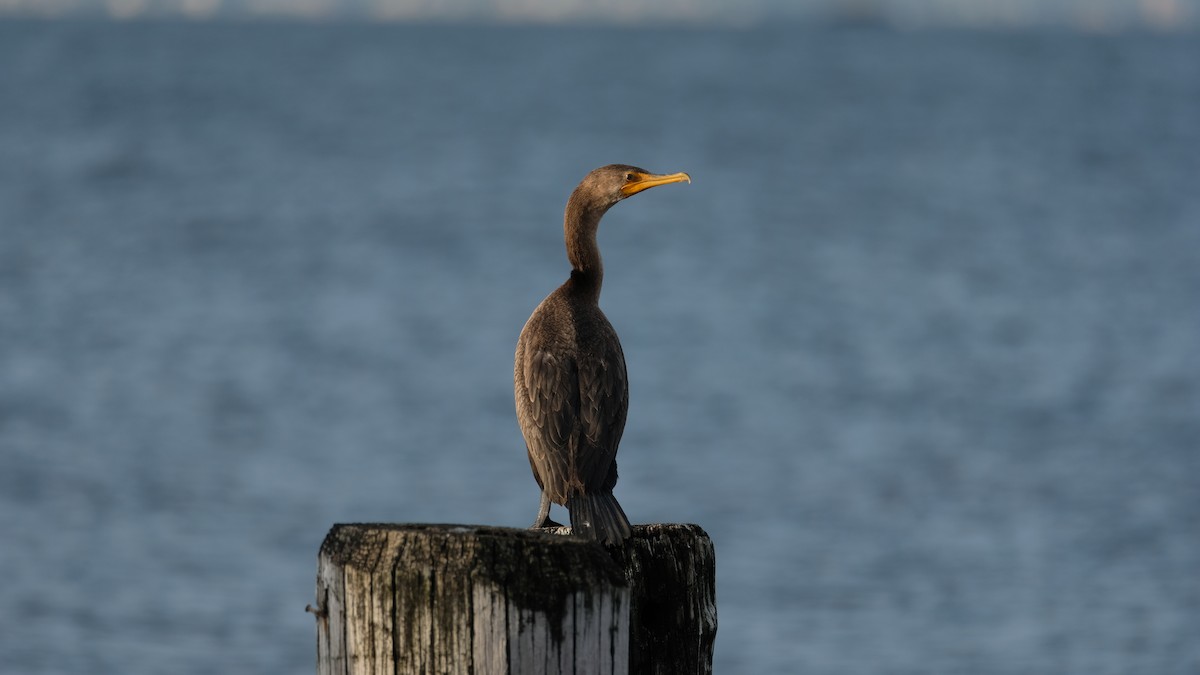 Double-crested Cormorant - ML642666752