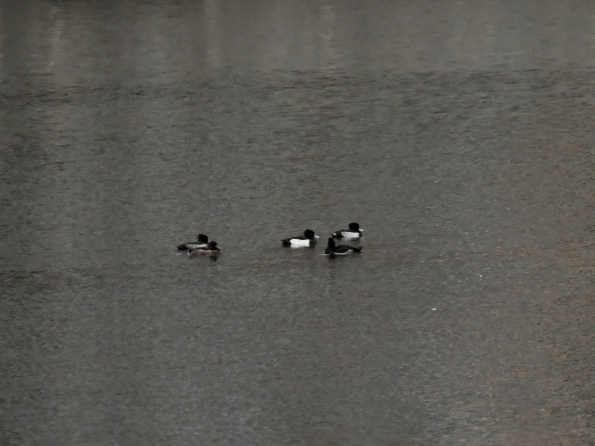 Tufted Duck - ML642666753