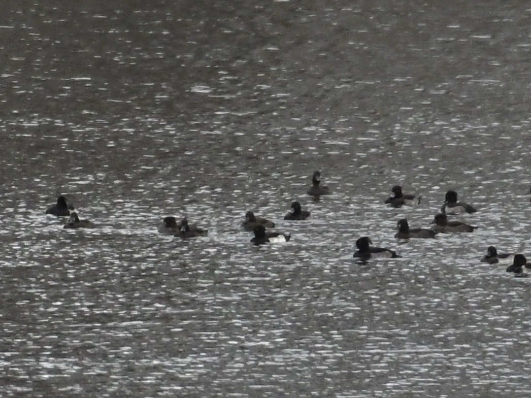 Tufted Duck - ML642666754