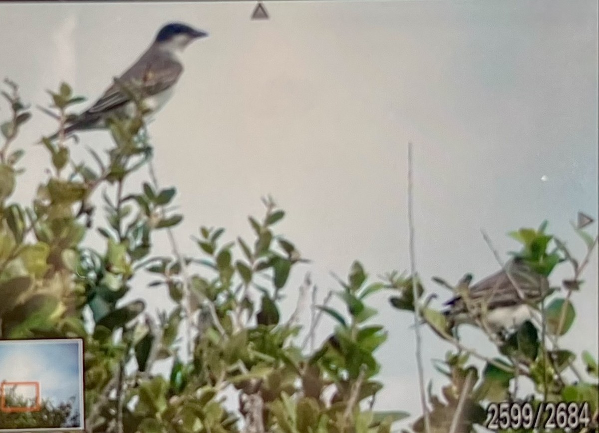 Eastern Kingbird - ML642666755