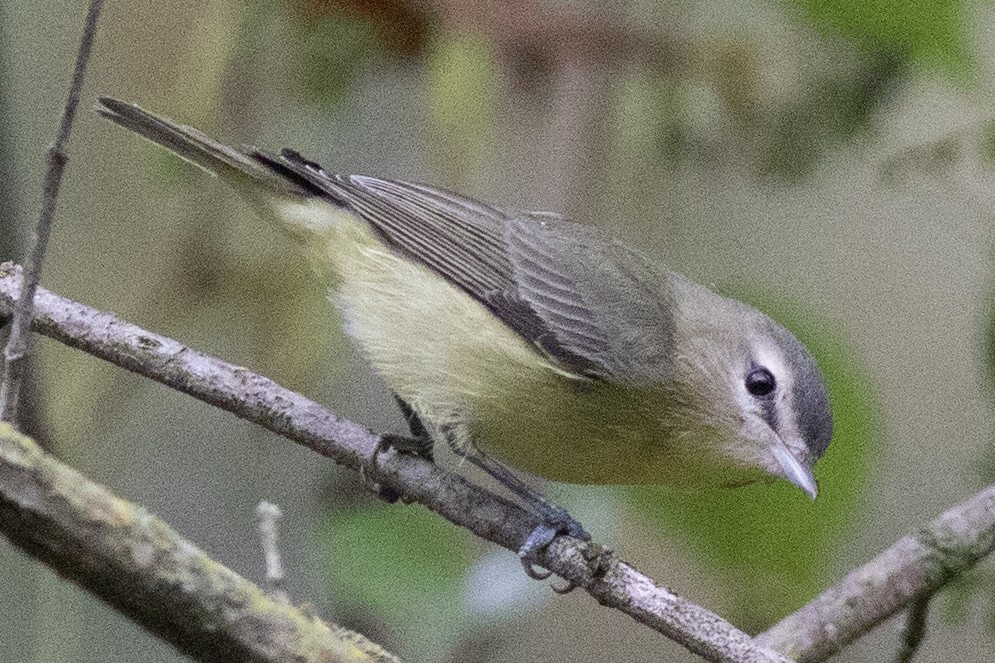 Philadelphia Vireo - ML642666759