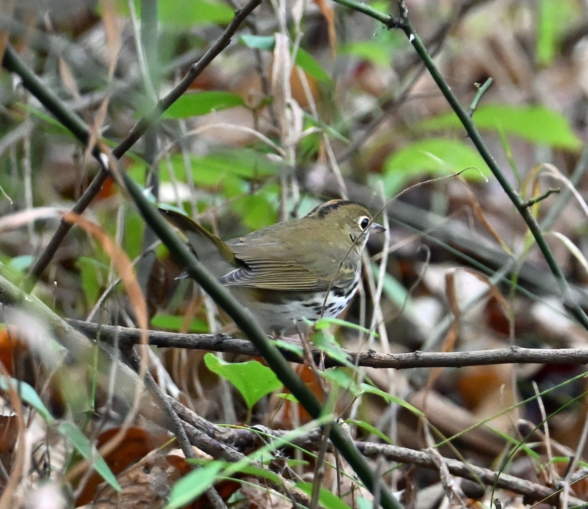 Ovenbird - ML642666766