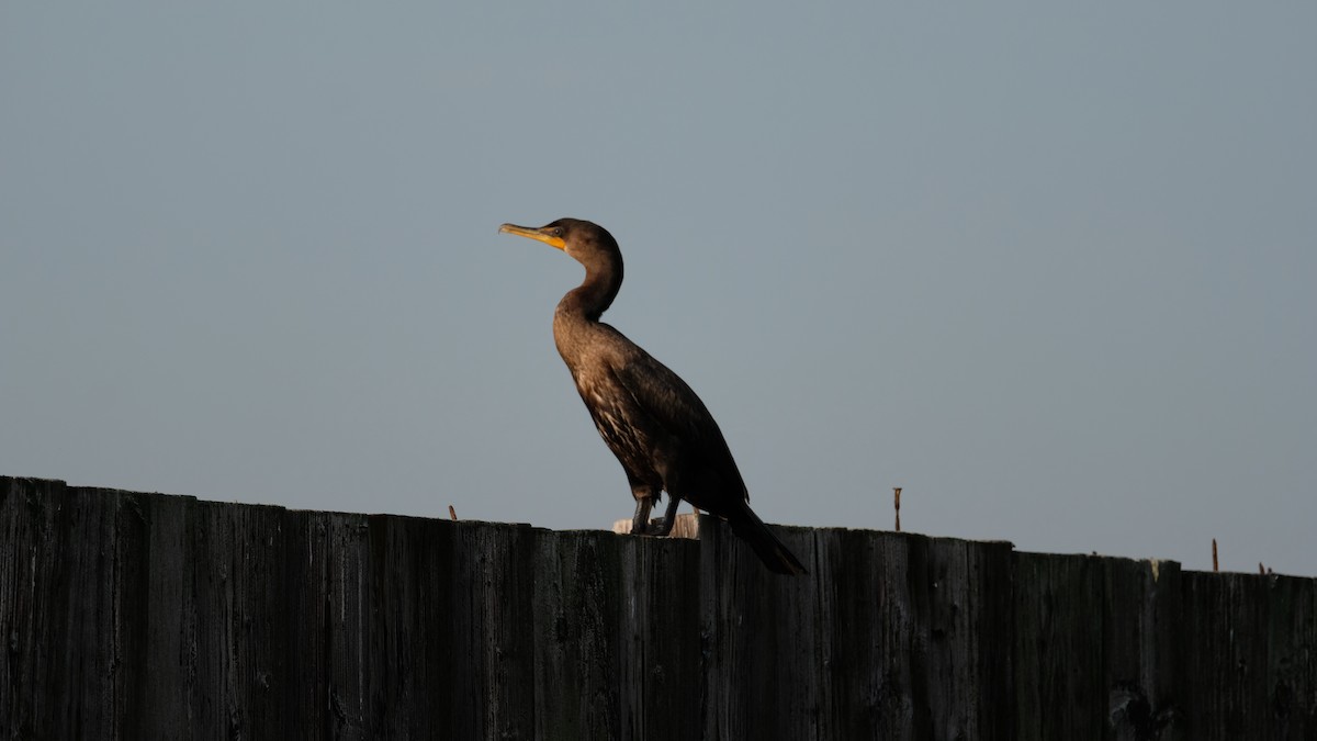 Double-crested Cormorant - ML642666767