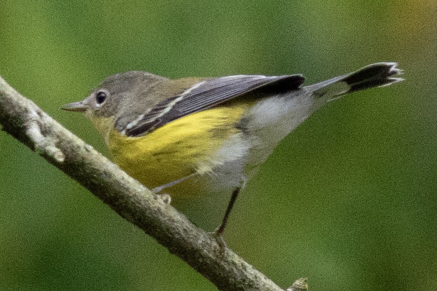 Magnolia Warbler - ML642666769