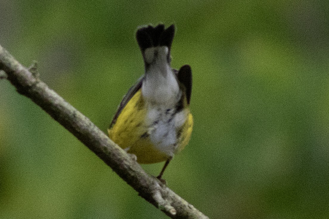 Paruline à tête cendrée - ML642666770