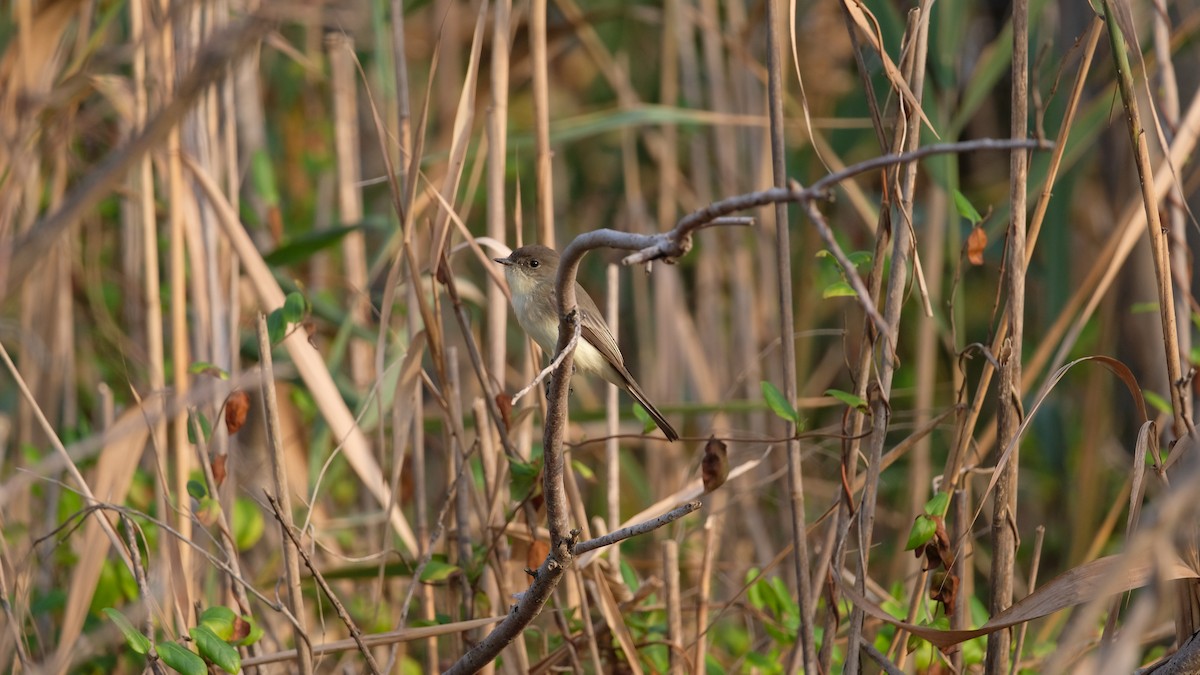 Eastern Phoebe - ML642666771