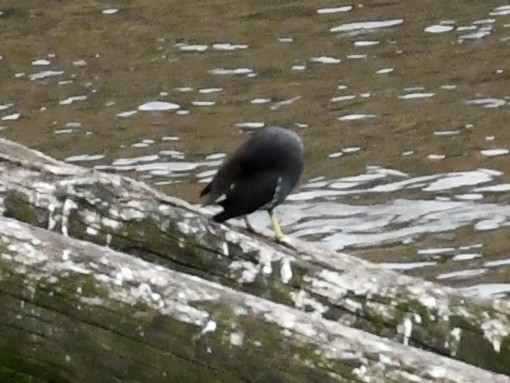 Eurasian Moorhen - ML642666777