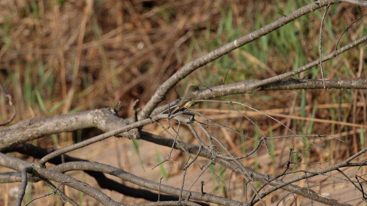 Eastern Phoebe - ML642666779