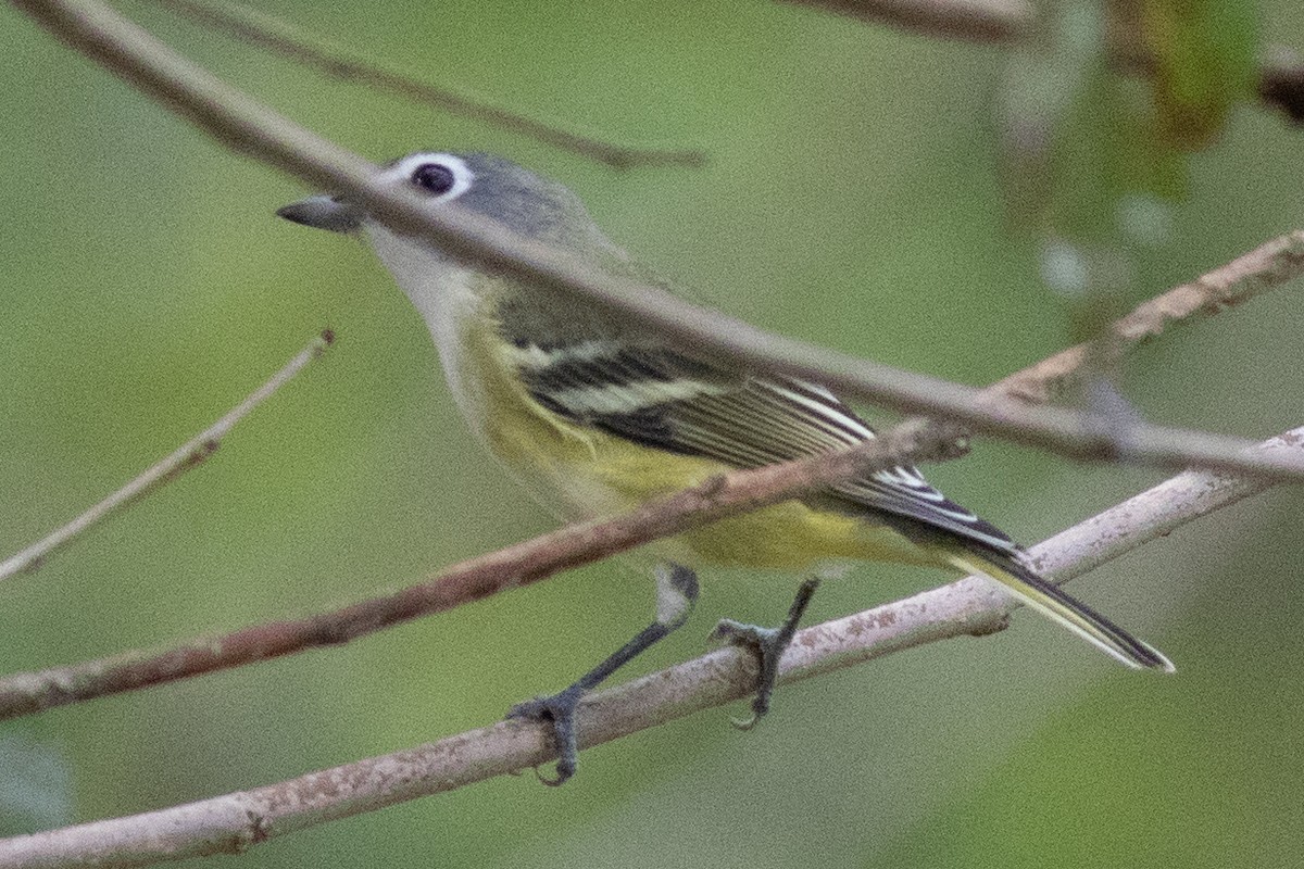 Blue-headed Vireo - ML642666781