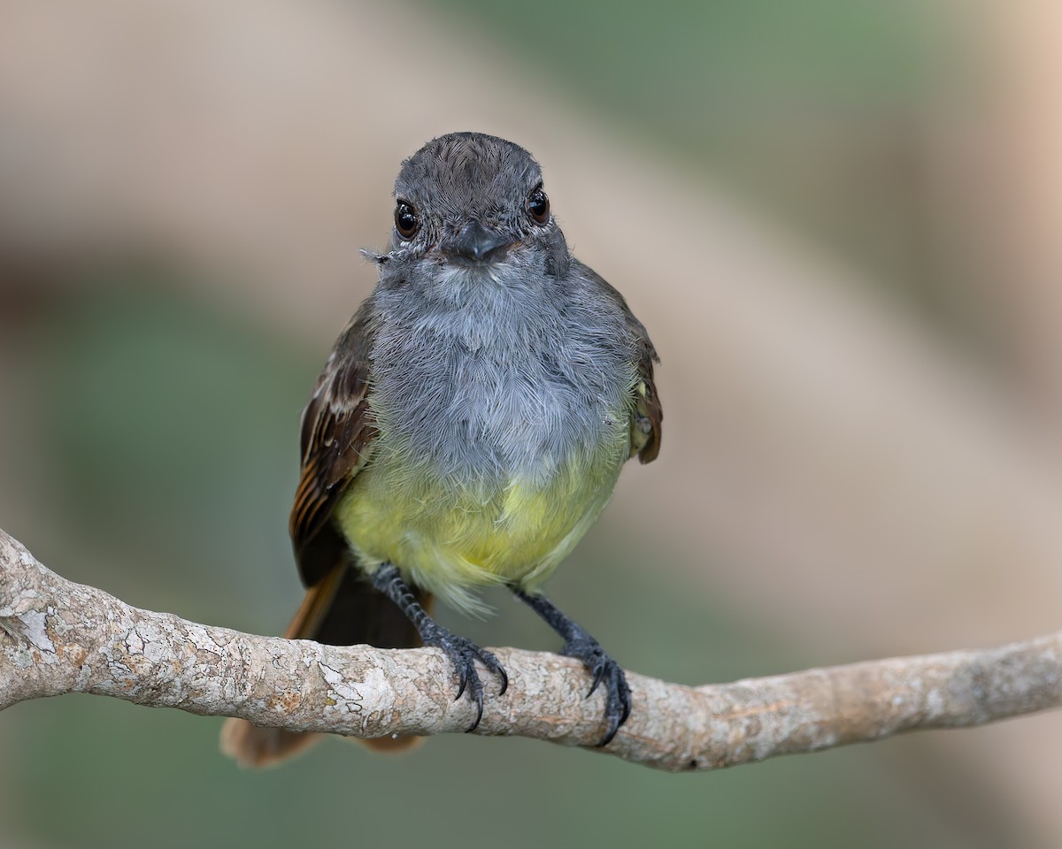 Panama Flycatcher - ML642666782