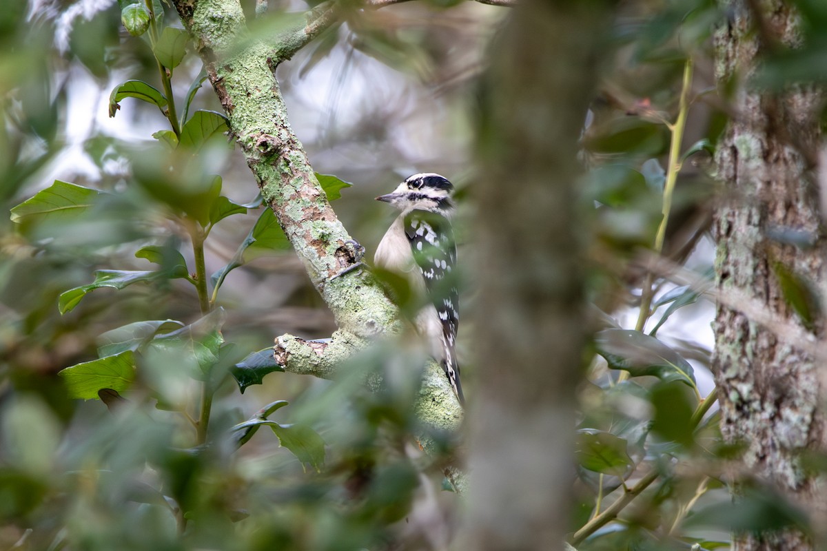 Downy Woodpecker - ML642666798