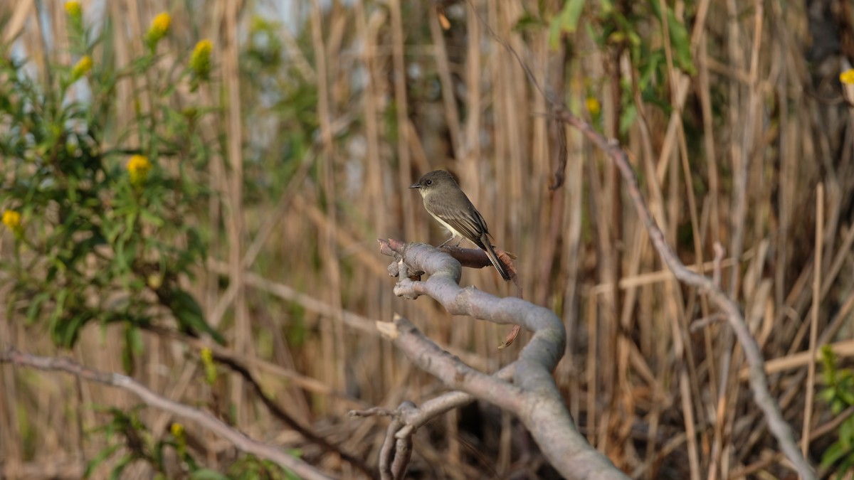 Eastern Phoebe - ML642666805