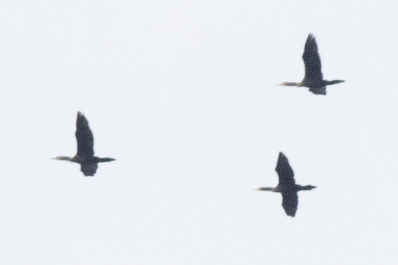 Cormoran à aigrettes - ML642666807