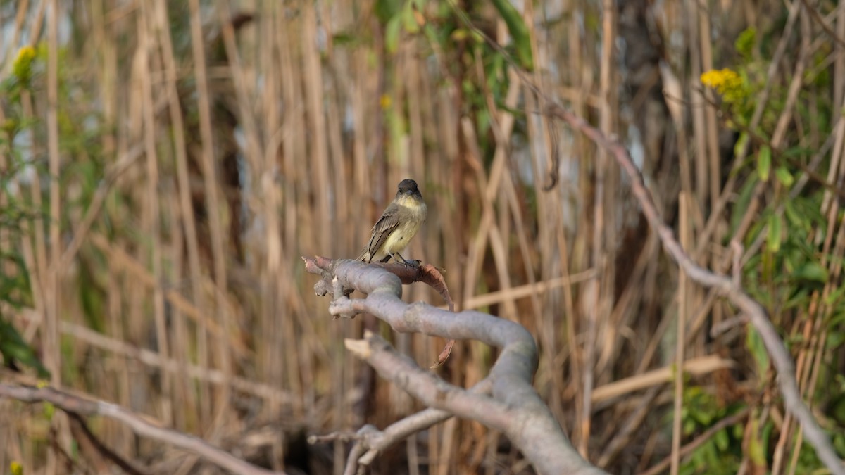 Eastern Phoebe - ML642666815