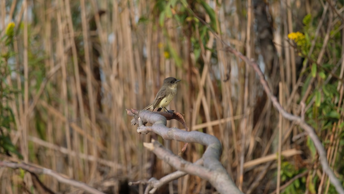 Eastern Phoebe - ML642666830