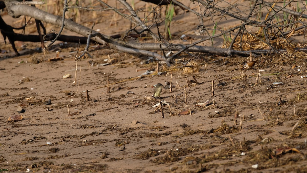 Eastern Phoebe - ML642666843