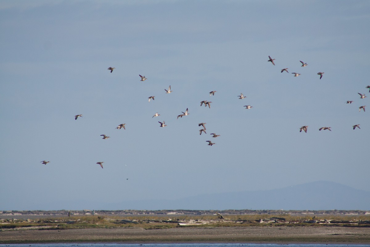 čírka obecná - ML642666846