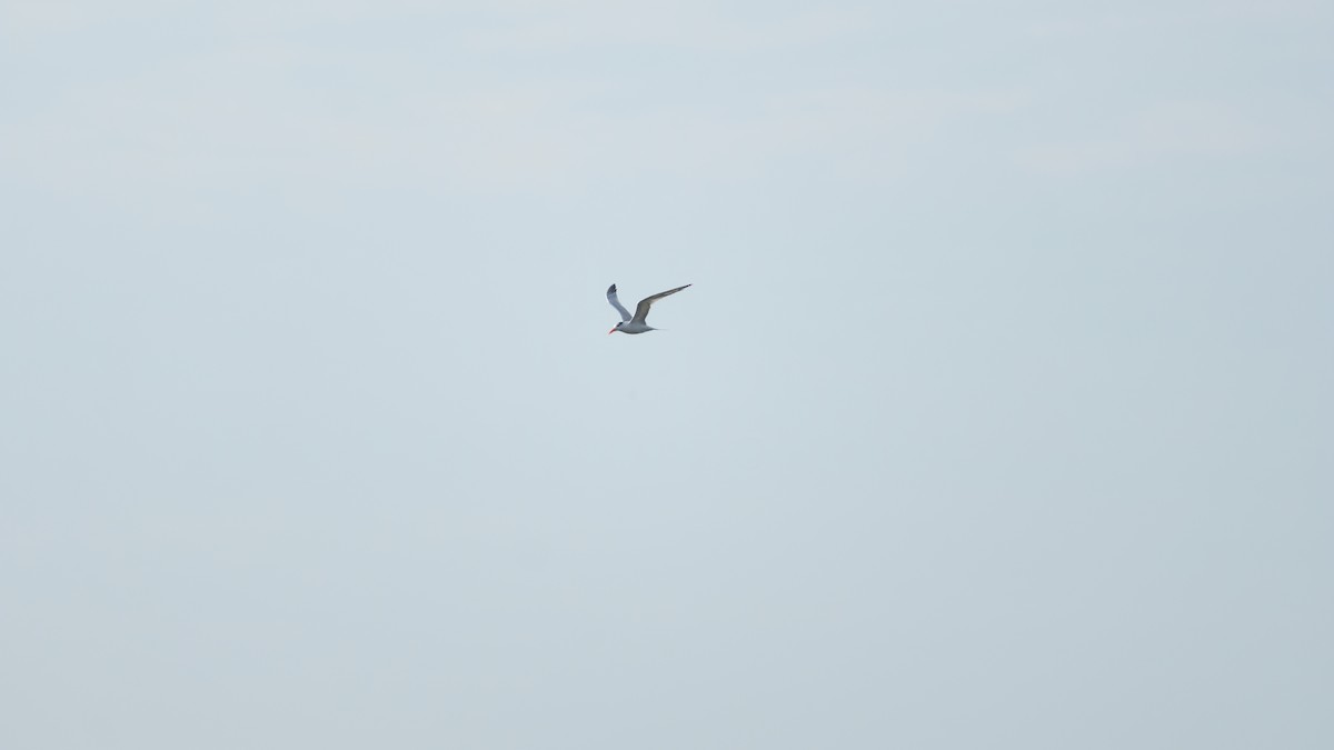 Royal Tern - ML642666847