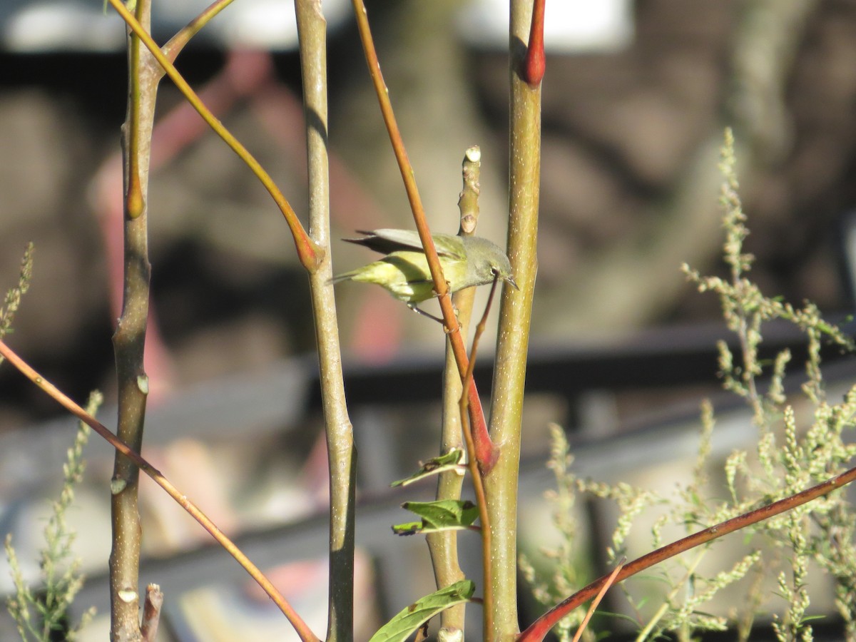 Orange-crowned Warbler - ML642666856