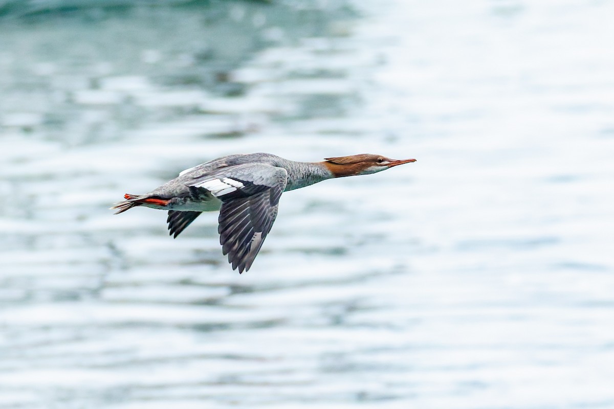 Common Merganser (North American) - ML642666864