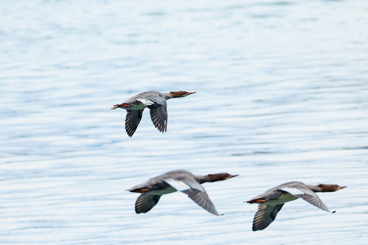 Common Merganser (North American) - ML642666865