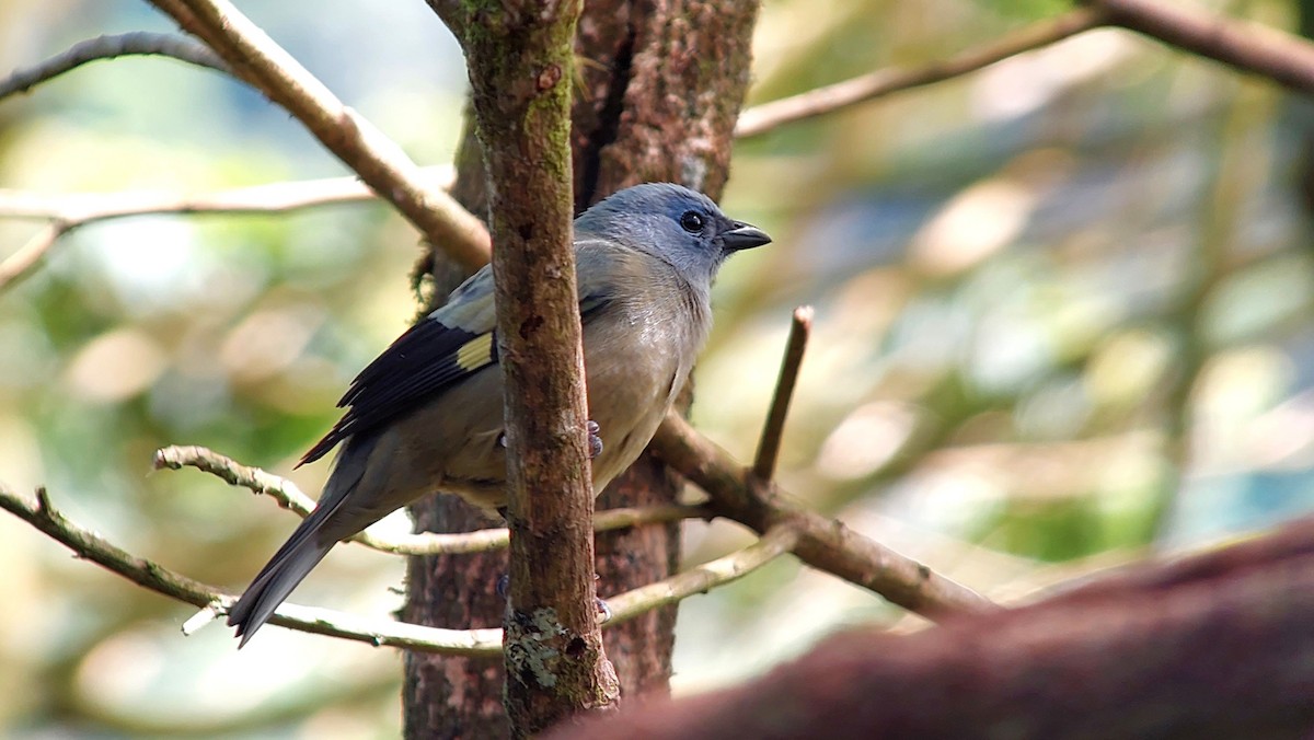 Yellow-winged Tanager - ML642666869