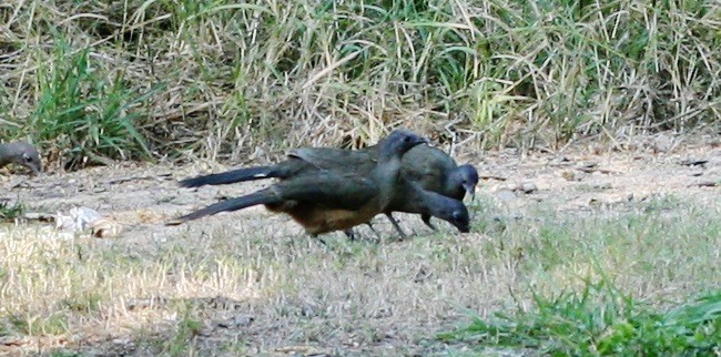 Plain Chachalaca - ML642666870