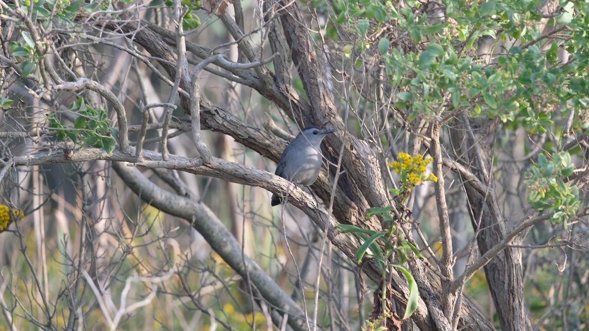 Gray Catbird - ML642666871