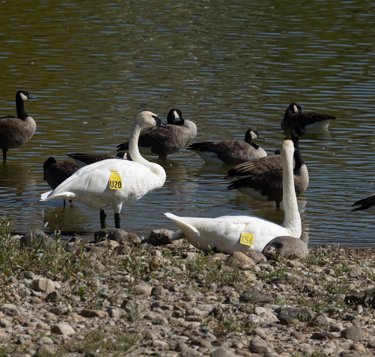 Trumpeter Swan - ML642666875