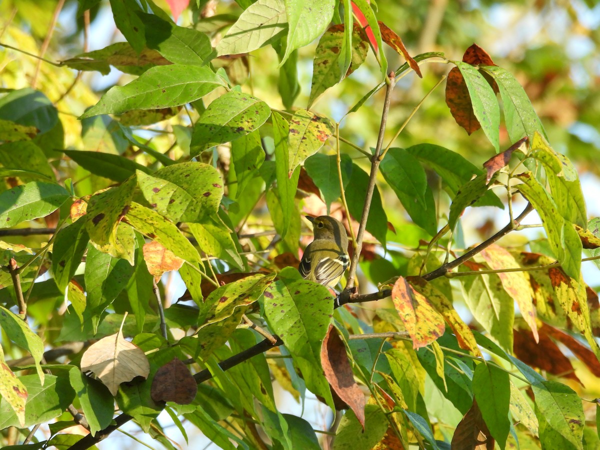 Viréo aux yeux blancs - ML642666887