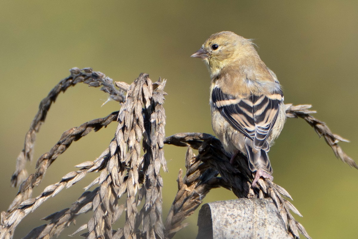 American Goldfinch - ML642666902