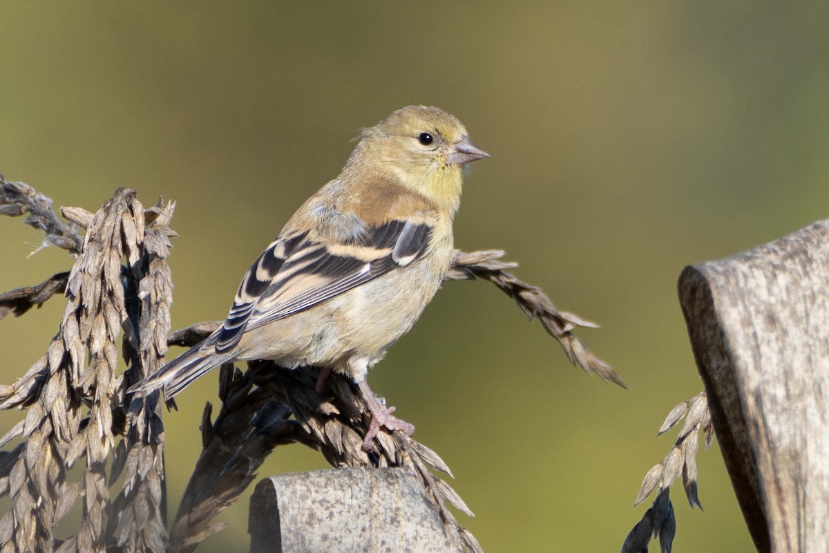 American Goldfinch - ML642666903