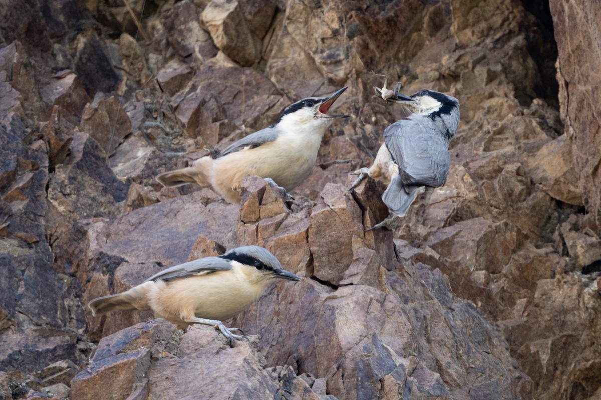 Eastern Rock Nuthatch - ML642666912