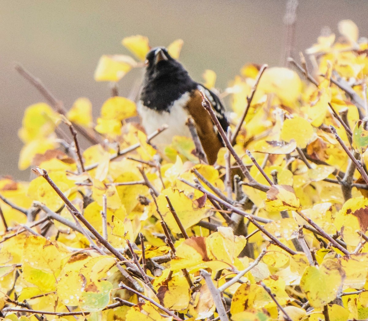 Spotted Towhee - ML642666916