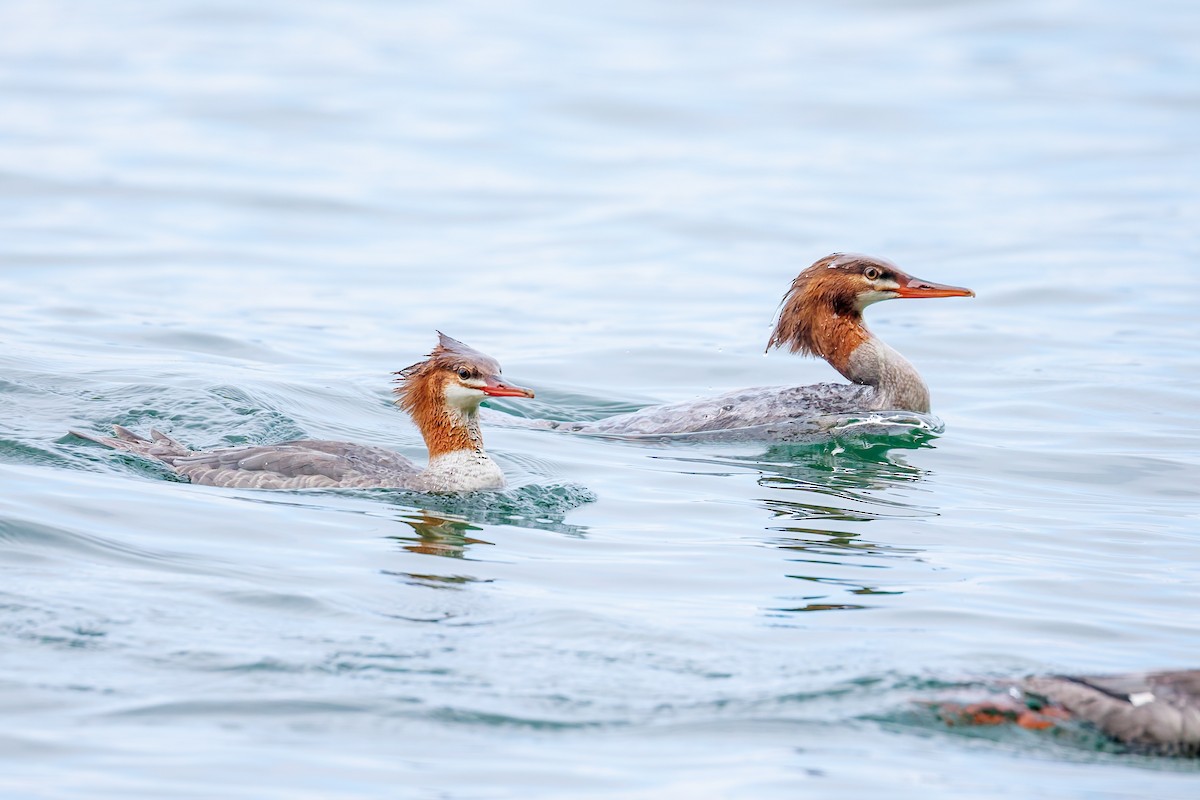 Common Merganser (North American) - ML642666956