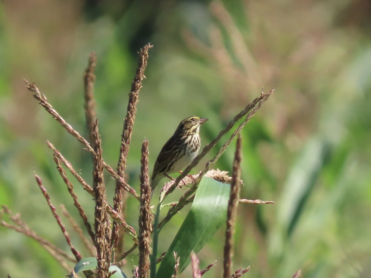 Savannah Sparrow - ML642666970