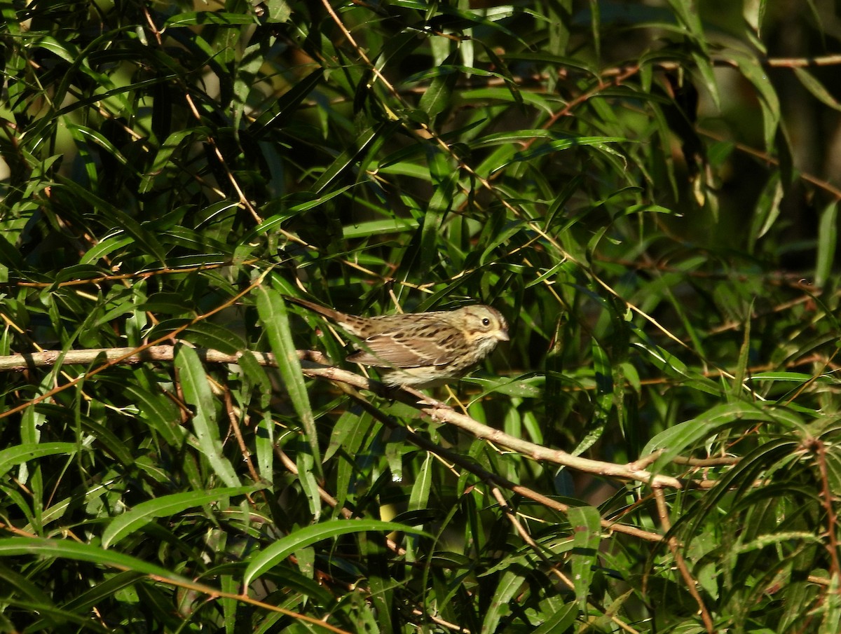 Lincoln's Sparrow - ML642666971